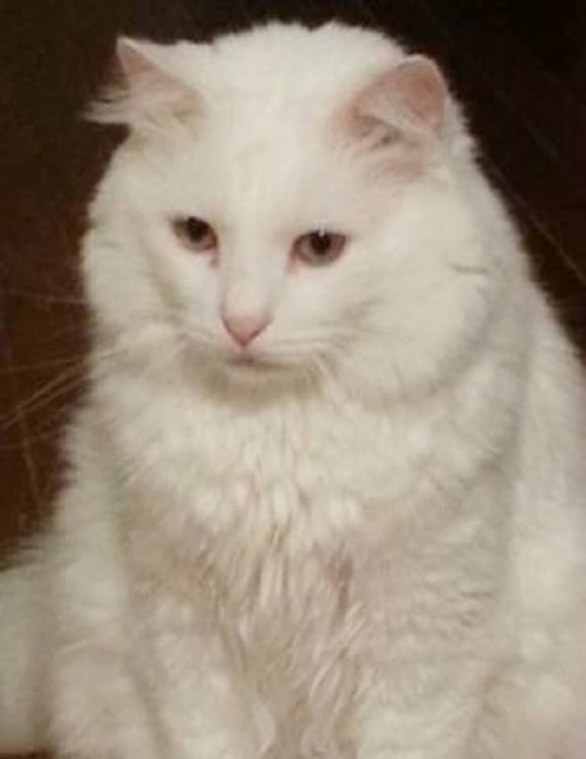 Печальный кот Кот сидит