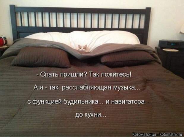 Новая котоматрица (36 фото)