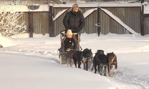 В Архангельске отметили День ездовых собак