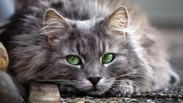 Другие Люди