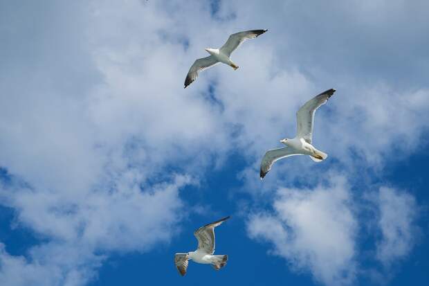 https://storage.needpix.com/rsynced_images/seagull-2313923_1280.jpg