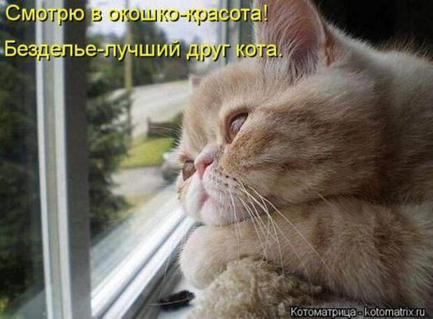 Котоматрицы(картинки с надписями)