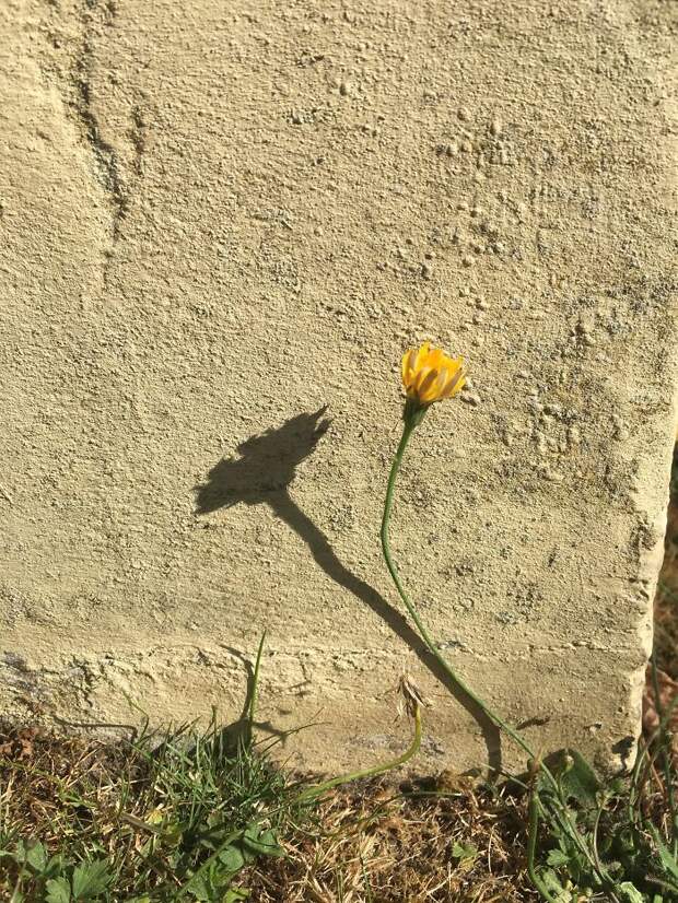 The Shadow Of This Closed Flower Looks Like An Open Flower