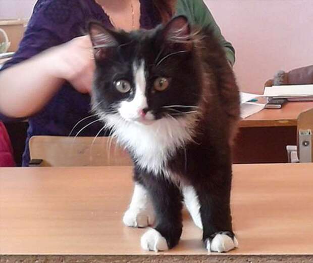 20+ нежданных гостей, которых неудержимо хочется оставить у себя