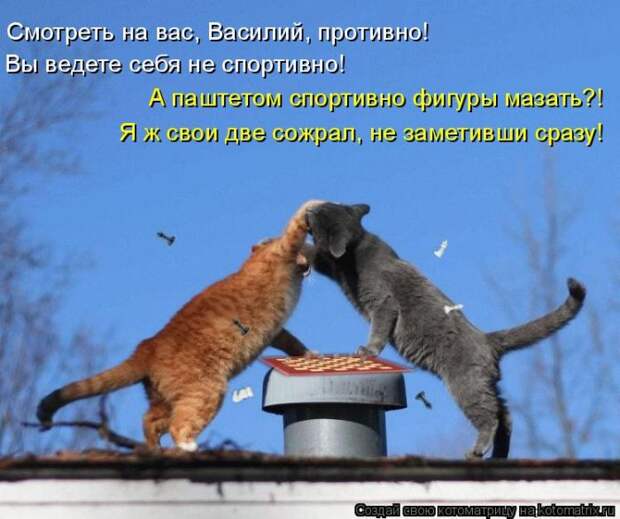 Лучшие котоматрицы недели (50 фото)
