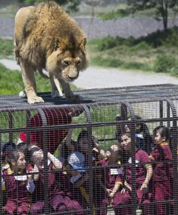 Правильный зоопарк в Китае открылся.