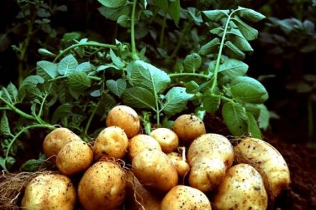 Картинки по запросу "урожай картофеля"