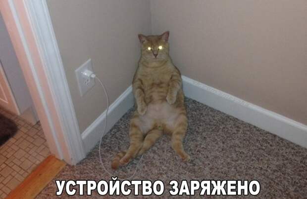 Забавные животные :)