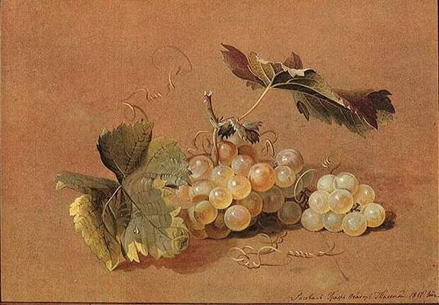 Ф.П.Толстой. Ветка винограда. Натюрморт. 1817 Ф.П.Толстой. Ветка винограда. Натюрморт. 1817