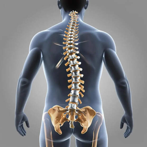 Сколиоз: причины возникновения, симптомы и методы лечения
