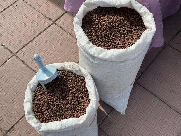 Завод по переработке кедровых орехов откроют в Забайкалье