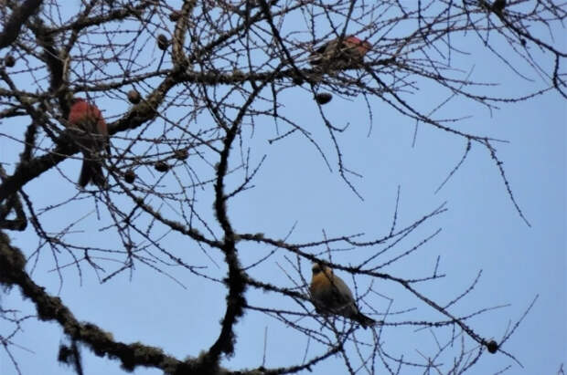 В Кусковском лесопарке заметили уникальную для Москвы птицу