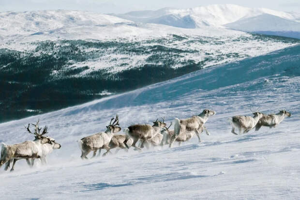Почему люди уходили в пустыни и Арктику: не отчаяние, а холодный расчет