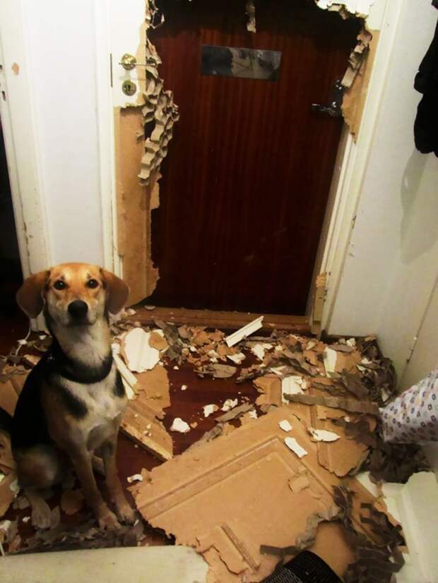Домашние животные без присмотра, слетевшие с катушек