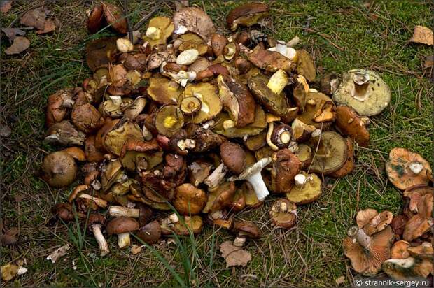 Лес грибы маслята