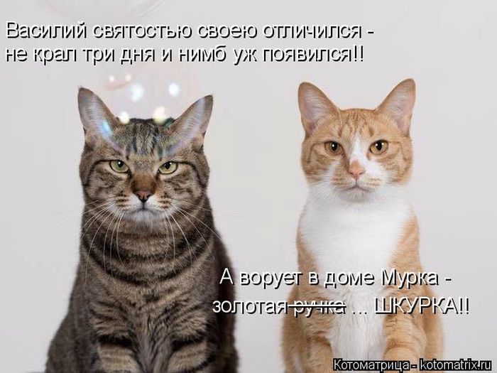 Лучшие котоматрицы недели (50 фото)