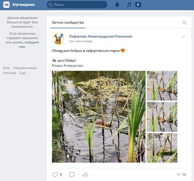 В Лефортовском парке обнаружен бобер