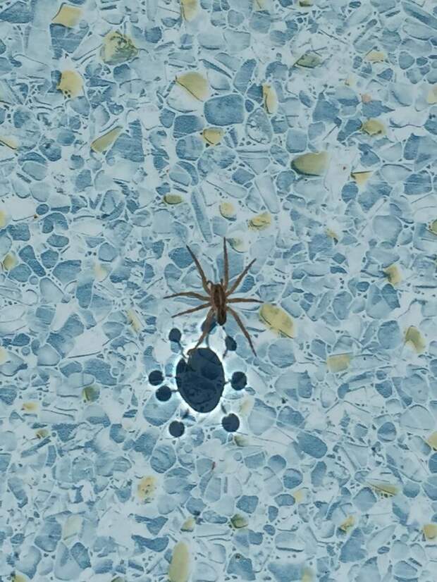 This Spiders Reflection In A Pool