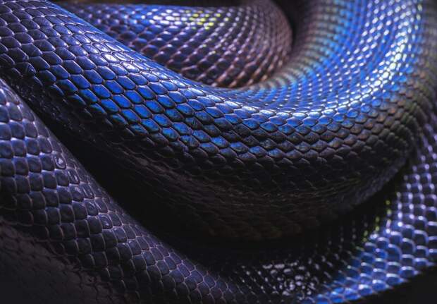Ученые обнаружили в Пермском крае новый вид змей