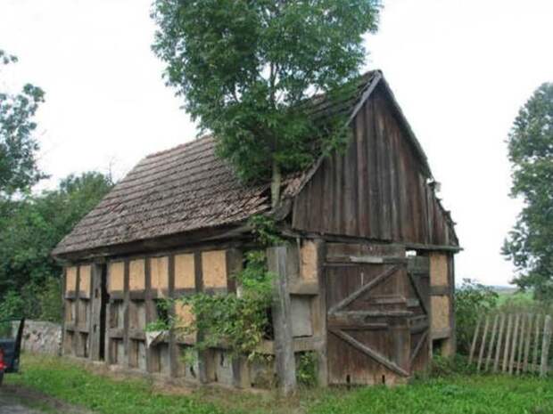 Деревья, которые растут несмотря ни на что (21 фото)