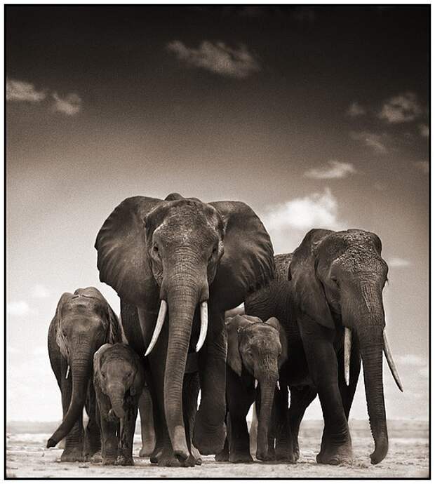 фотографии африки. Nick Brandt