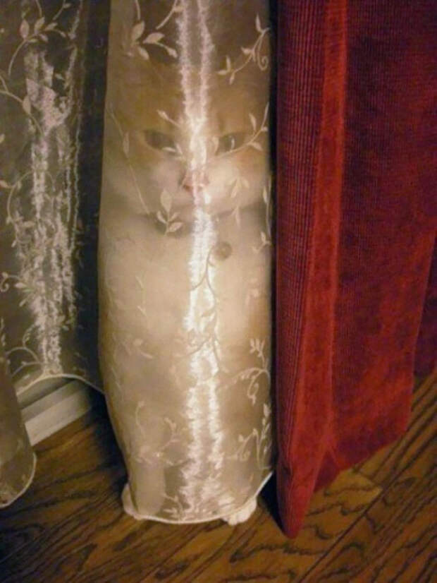 кошки многогранные личности 