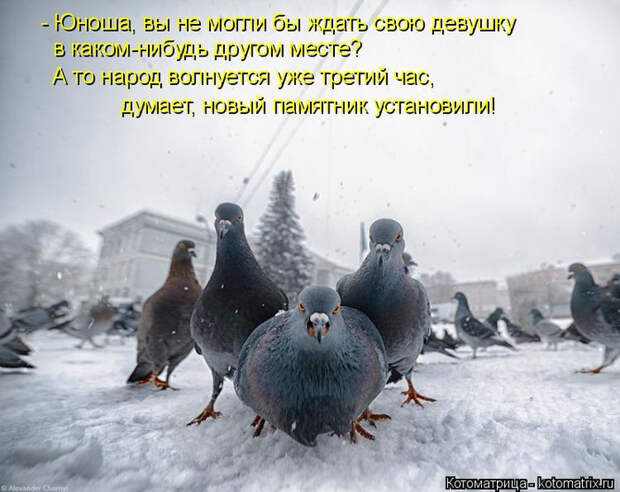 kotomatritsa_vK (700x556, 318Kb)