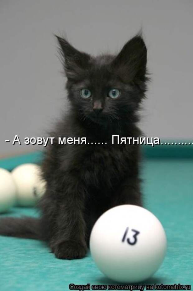 Лучшие котоматрицы недели (50 фото)