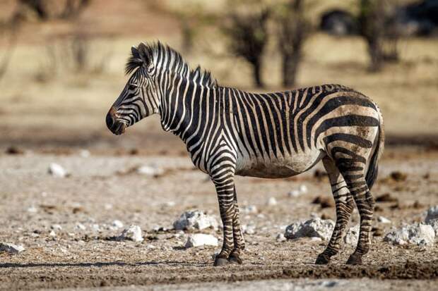 Горная зебра Хартмана (Equus zebra hartmannae) фото