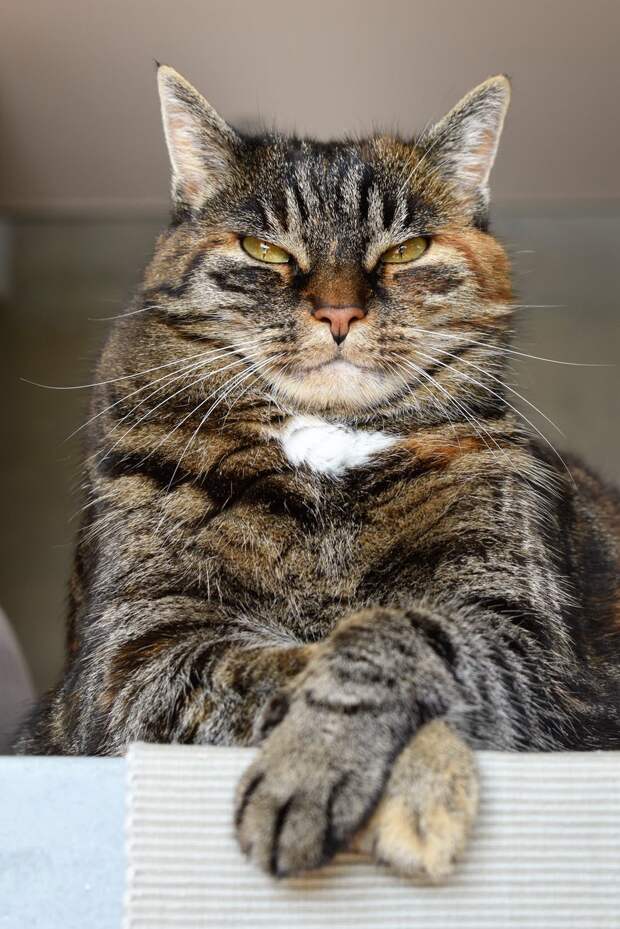 кот