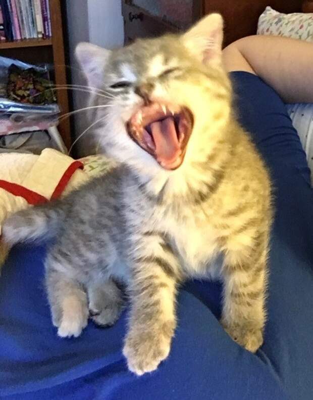 Без кота и жизнь не та