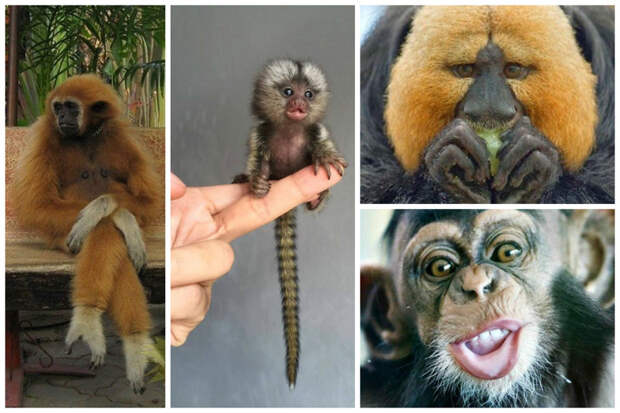 Обезьяны живут от 10 до 60 лет. интересное, обезьяны, факты, фауна
