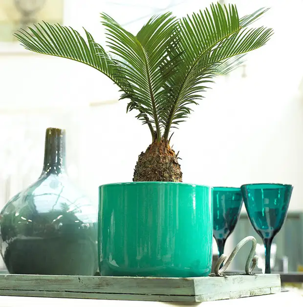 Озеленяемся: 9 комнатных растений, которые растут без солнца - Огород ...