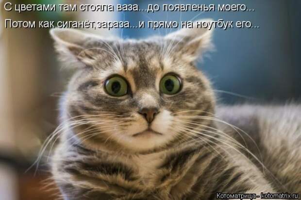 Забавные котоматрицы