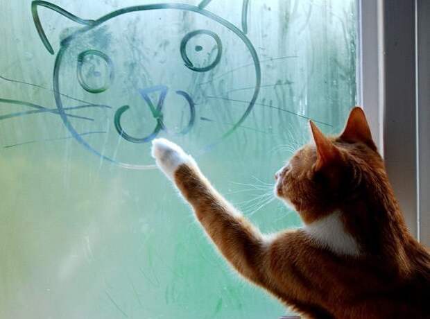 Собаки и кошки: кто умнее кошки, собаки