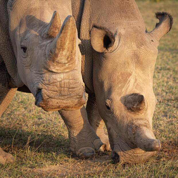 Ученые нашли способ спасти северных белых носорогов от вымирания