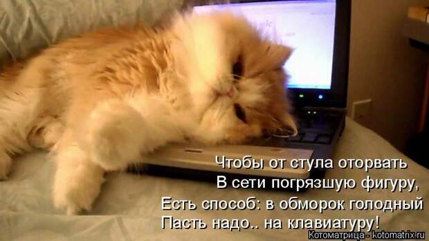 Котоматрица: Чтобы от стула оторвать  В сети погрязшую фигуру, Есть способ: в обморок голодный  Пасть надо.. на клавиатуру!