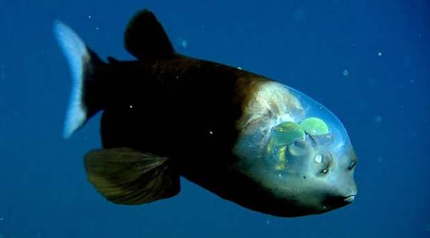 Малоротая макропинна Абсурдная внешность макропинны вызывает вопросы к Создателю. Купол на голове рыбы прозрачен, чтобы она могла видеть окружающее пространство.