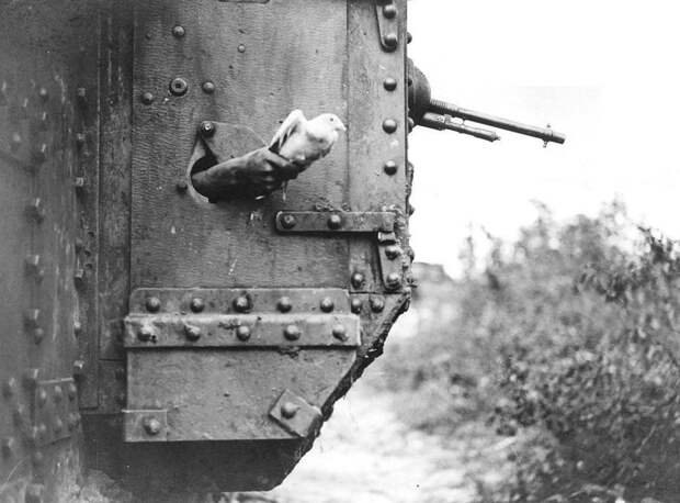 A carrier pigeon being released from a port-hole in the side of a tank near Albert, 9 August 1918. It's a Mark V tank of the 10th Battalion, Tank Corps attached to the III Corps during the Battle of Amiens