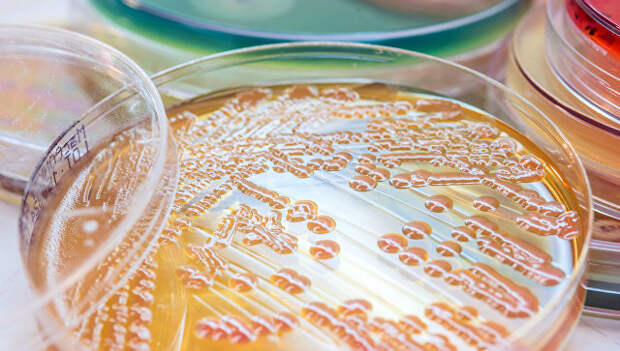 Выращивание бактерий на питательной среде в лаборатории
