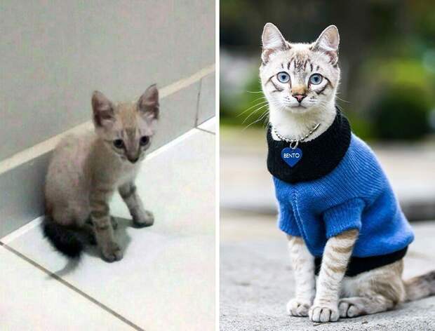 Добрые снимки животных, которых спасли с улицы