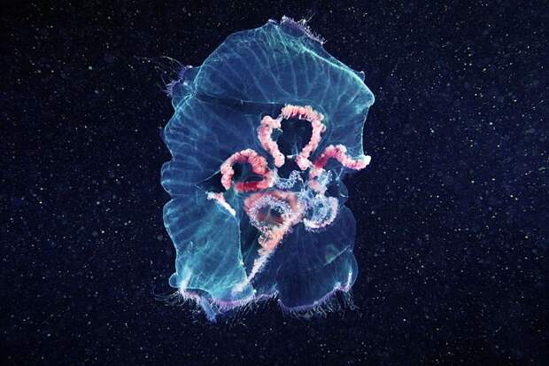 Хрупкий мир медуз