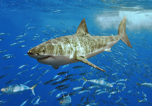 White shark White shark