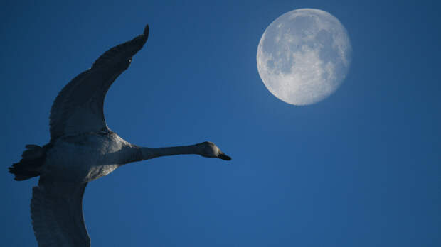 Ресурсы Земли не бесконечны: станет ли Луна новым спасением человечества