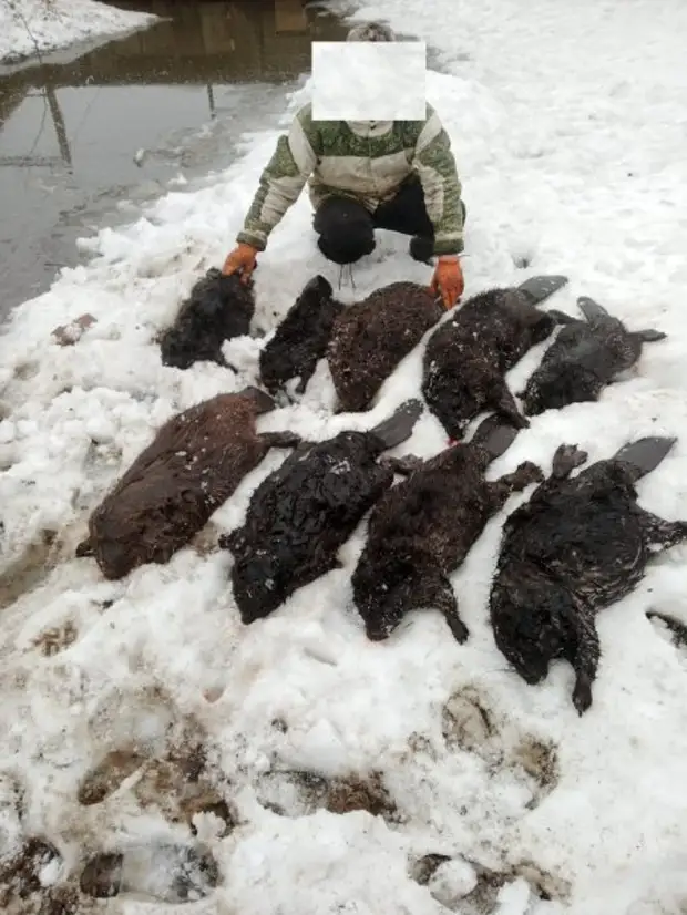 Житель Тамбовской области с помощью капканов незаконно добыл 9 бобров