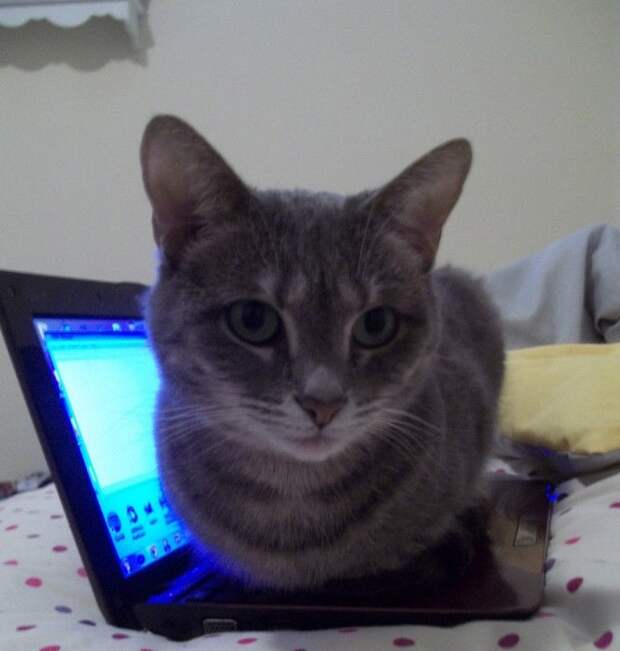 смешные кошки коты, кошки странные места поспать, коты неподходящие места прилечь, кошки выбирают место