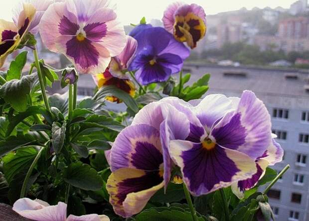 Виола цветы на балконе фото