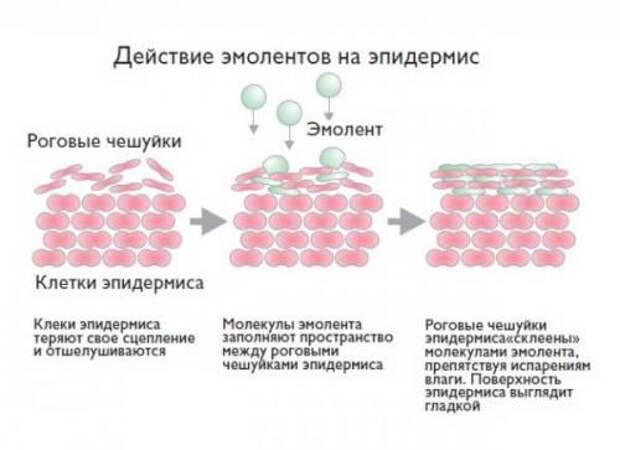 Бюджетный крем для лица с хорошим составом. Составы и компоненты