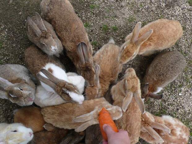 rabbitisland06 rabbitisland06 Окуносима – остров кроликов