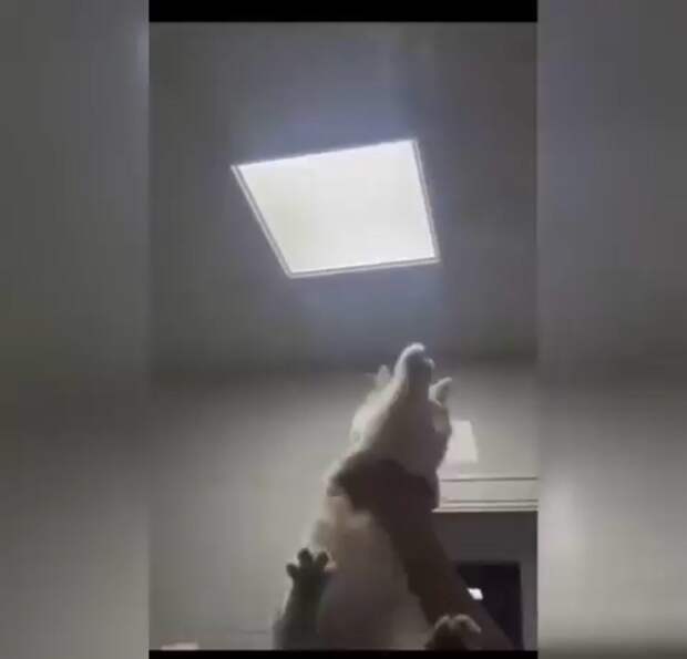 Вот они — наши незаменимые помощники